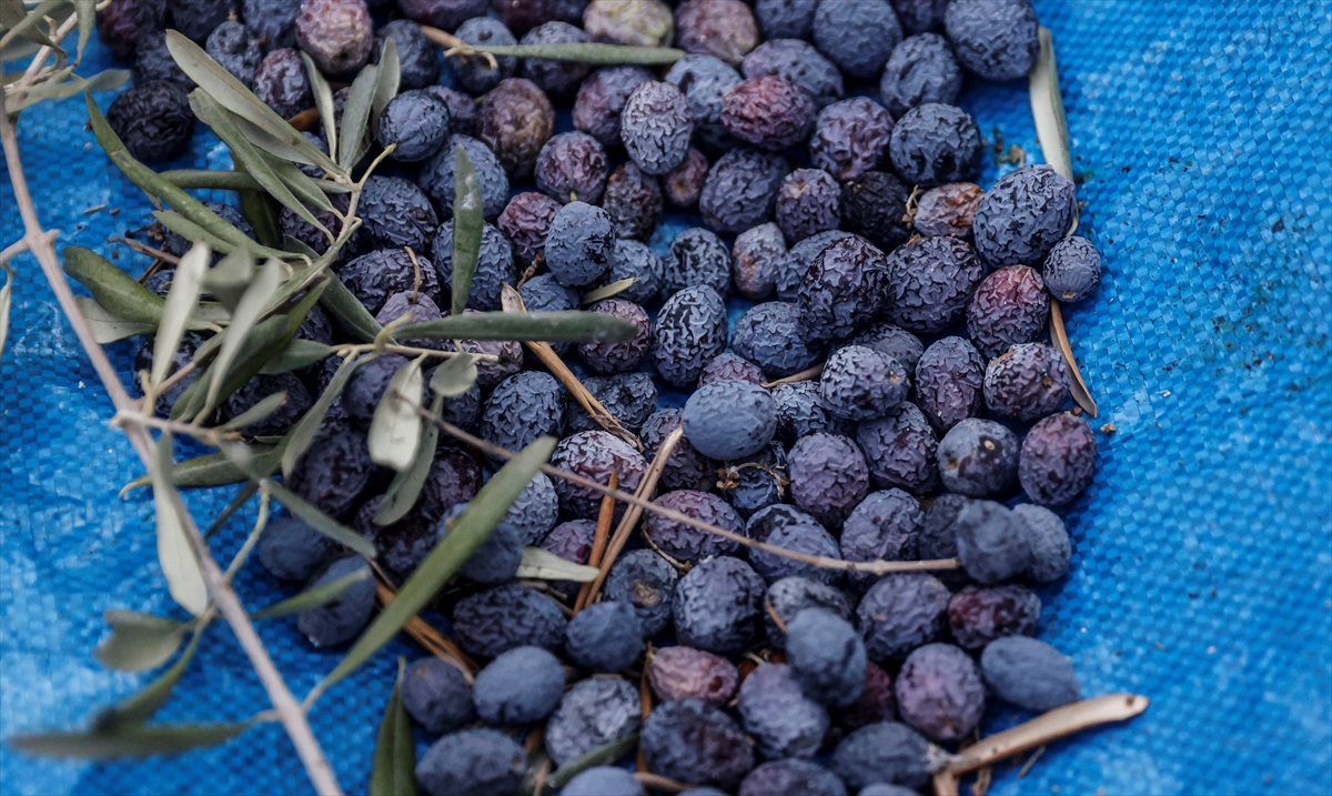 Mersin Mezitli’de zeytin ağaçlarından elde edilecek gelir kız öğrencilere burs olacak