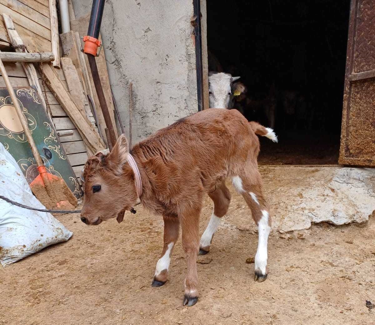 Süt alerjisine ilişkin bilimsel çalışmayla BLG üreten genleri susturulmuş buzağılar doğdu