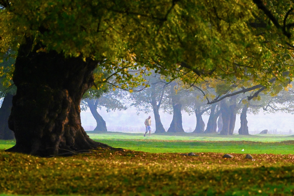 Efteni Kuş Cenneti'nde sonbahar renkleriyle sis ahenk oluşturdu