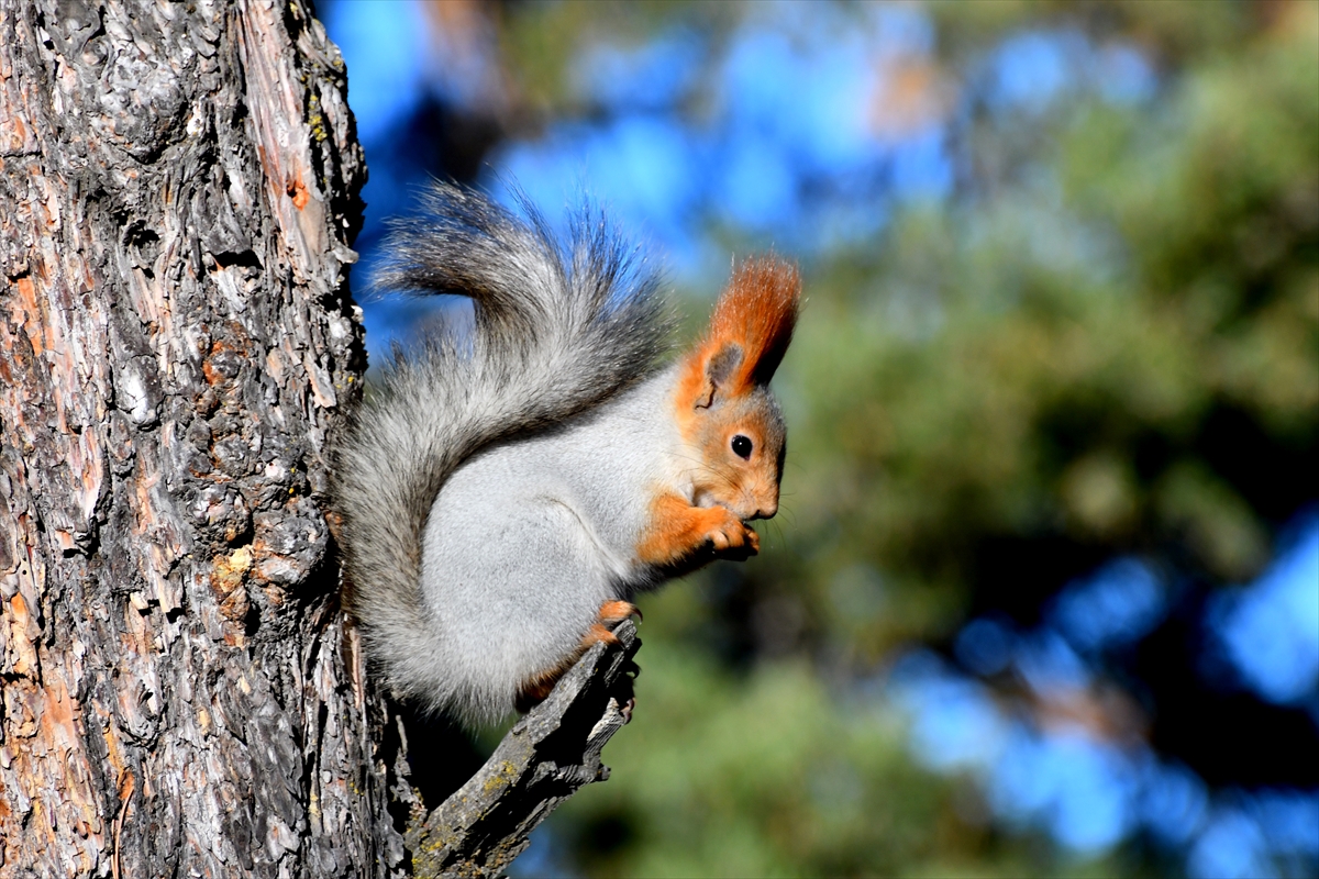 Kars'ta kızıl sincaplar kış uykusu hazırlıklarına başladı
