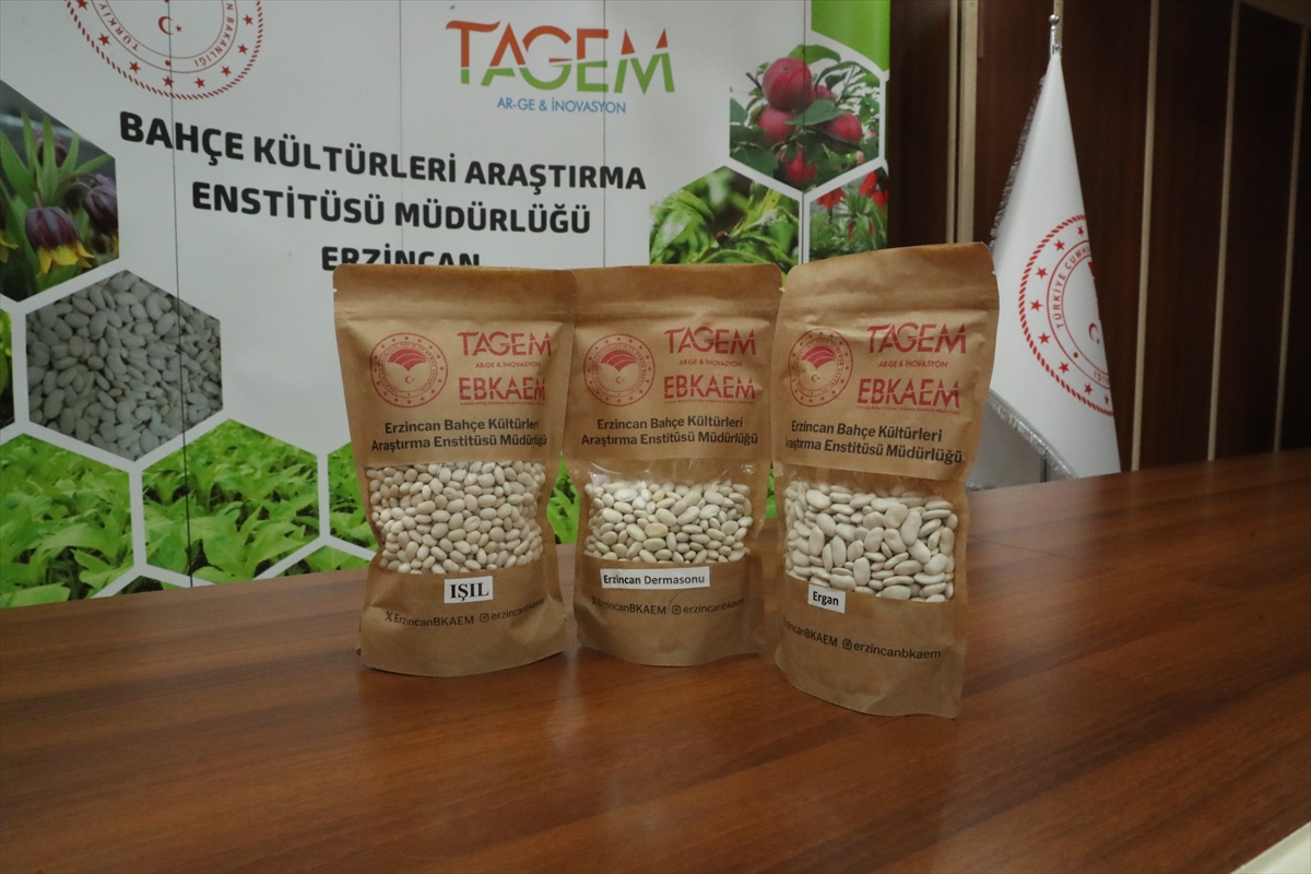 Erzincan'da geliştirilen ve tescillenen fasulyeler genetik miras olarak korunacak