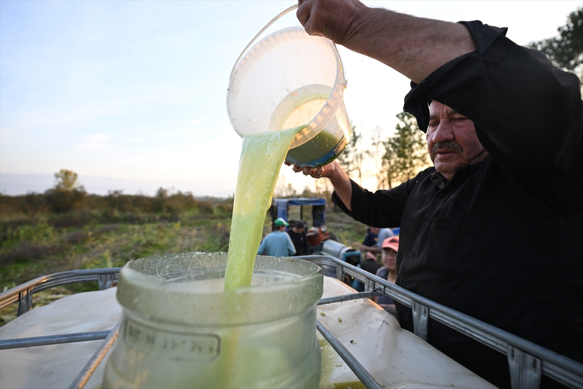 Devlet desteğiyle şeker kamışı eken kadın girişimci yılda 1 ton pekmez üretiyor