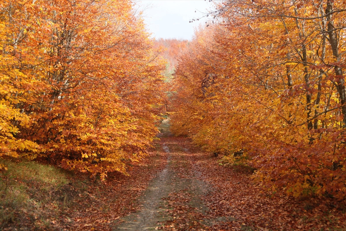 Amasya'daki İnegöl Dağları hazan renklerine büründü