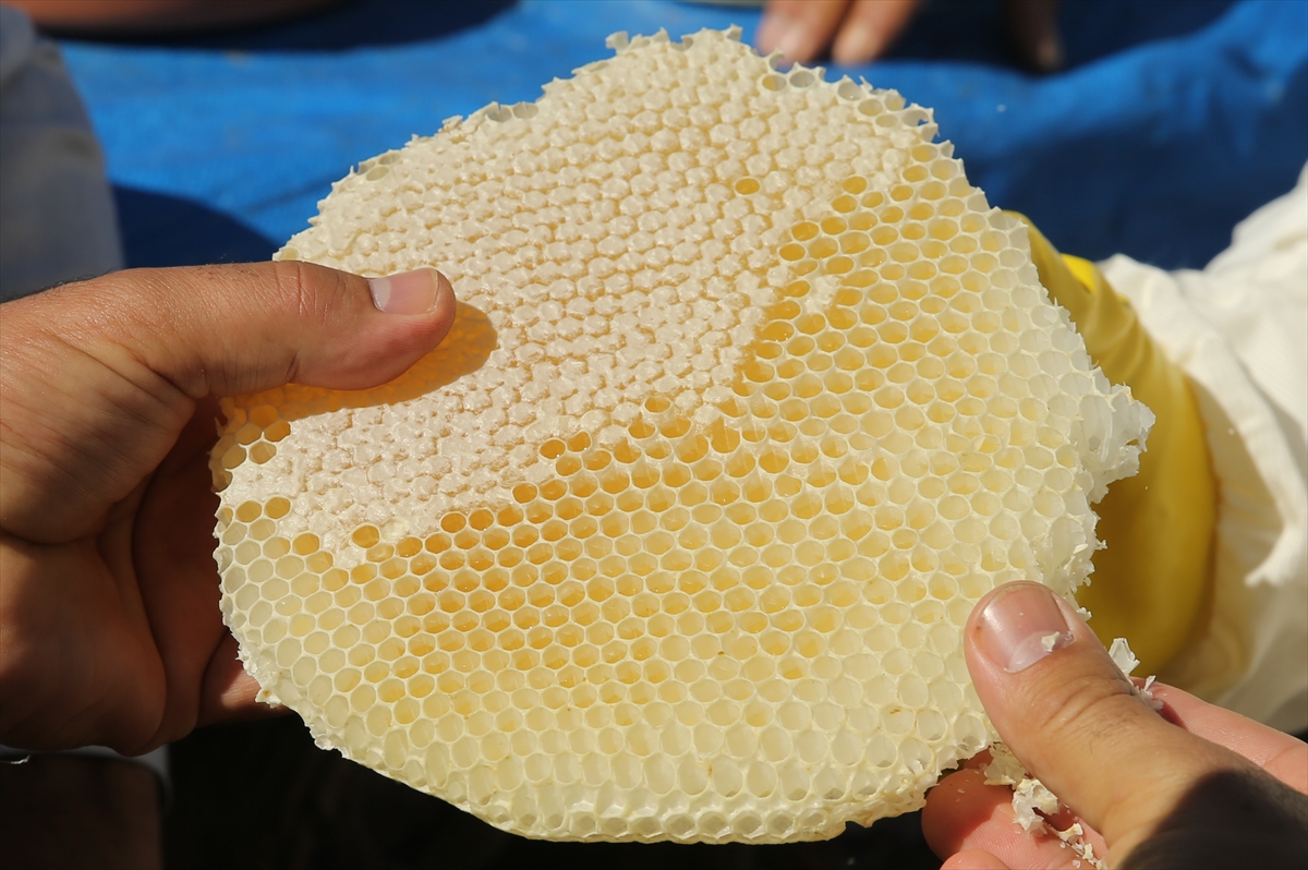 Pervari balının AB tarafından tescillenmesi için başvuru yapılacak