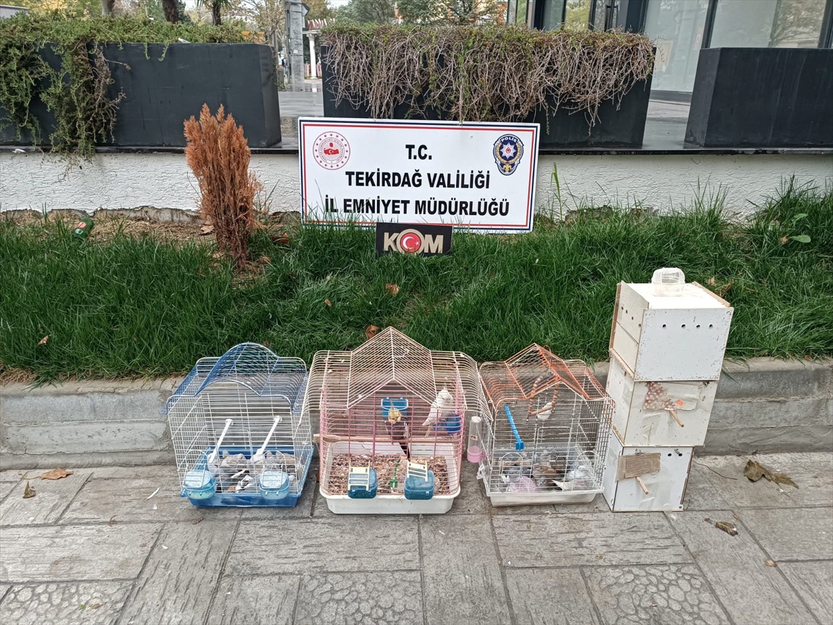 Tekirdağ'da yasa dışı yollarla yurda sokulan 7 papağan ile 45 kumru ele geçirildi