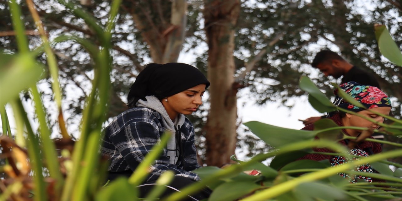 Hatay’da kadınlar istilacı su sümbüllerini sepet ve çantaya dönüştürerek gelir kapısına çevirdi