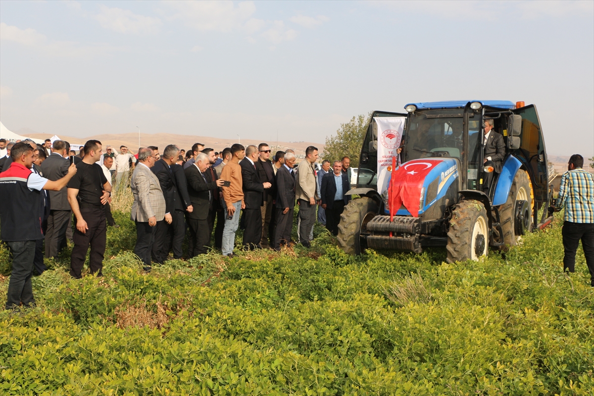 Şırnak'ta yer fıstığı hasadı yapıldı