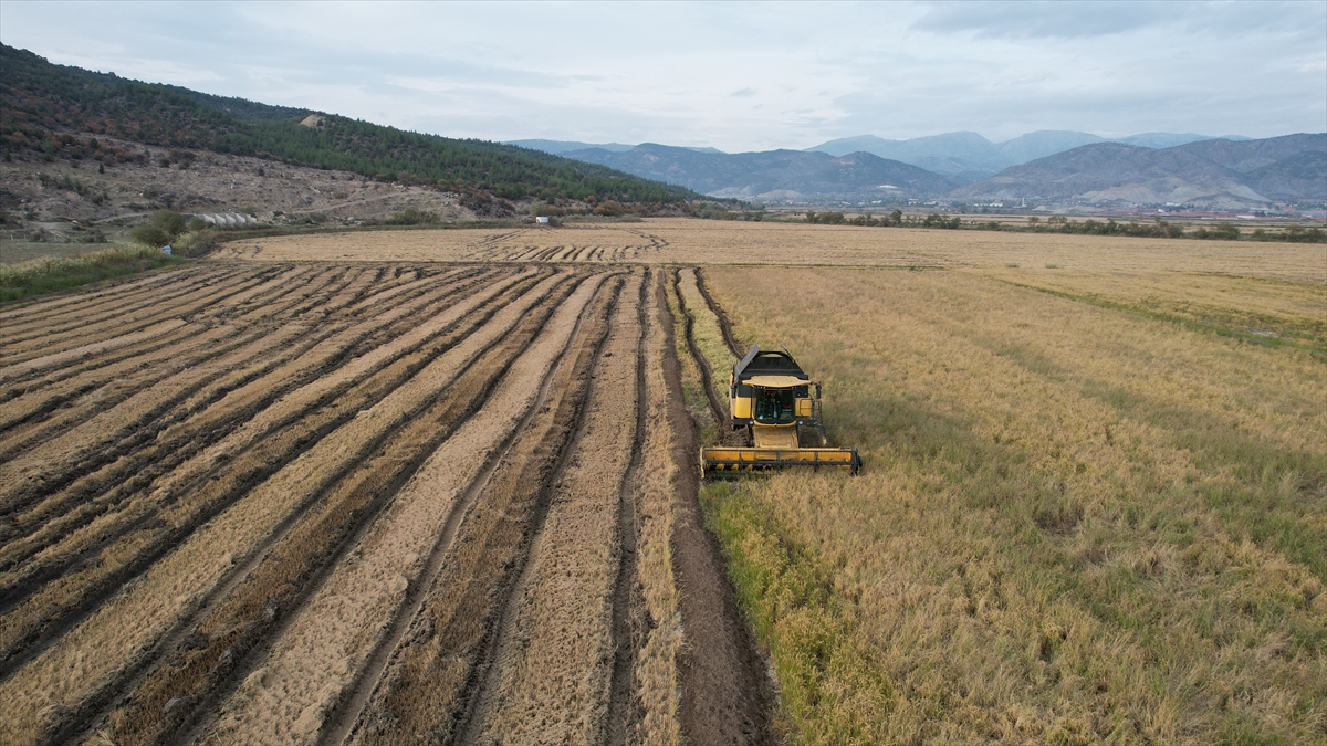 Modern kurutma pirinçte lezzet ve verim kalitesini artırıyor