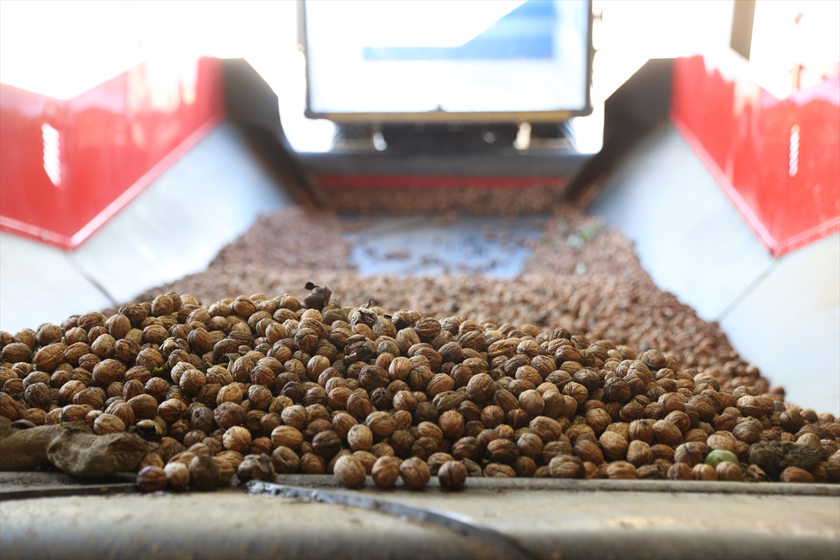 Kırklareli'nde kıraç alanda ceviz üretimine başlayan işletme elektriğini güneşten karşılıyor