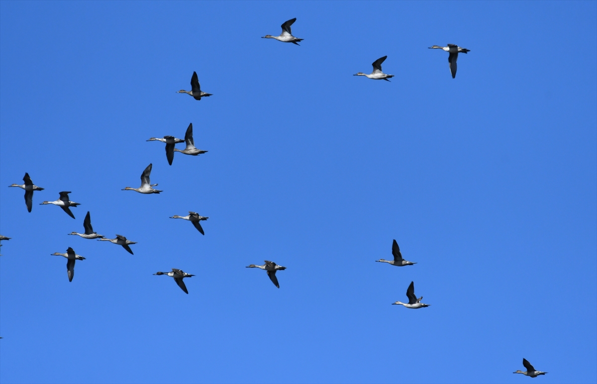 Kars'ta havaların soğumasıyla göçe hazırlanan kuşlar sulak alanlarda görüntülendi