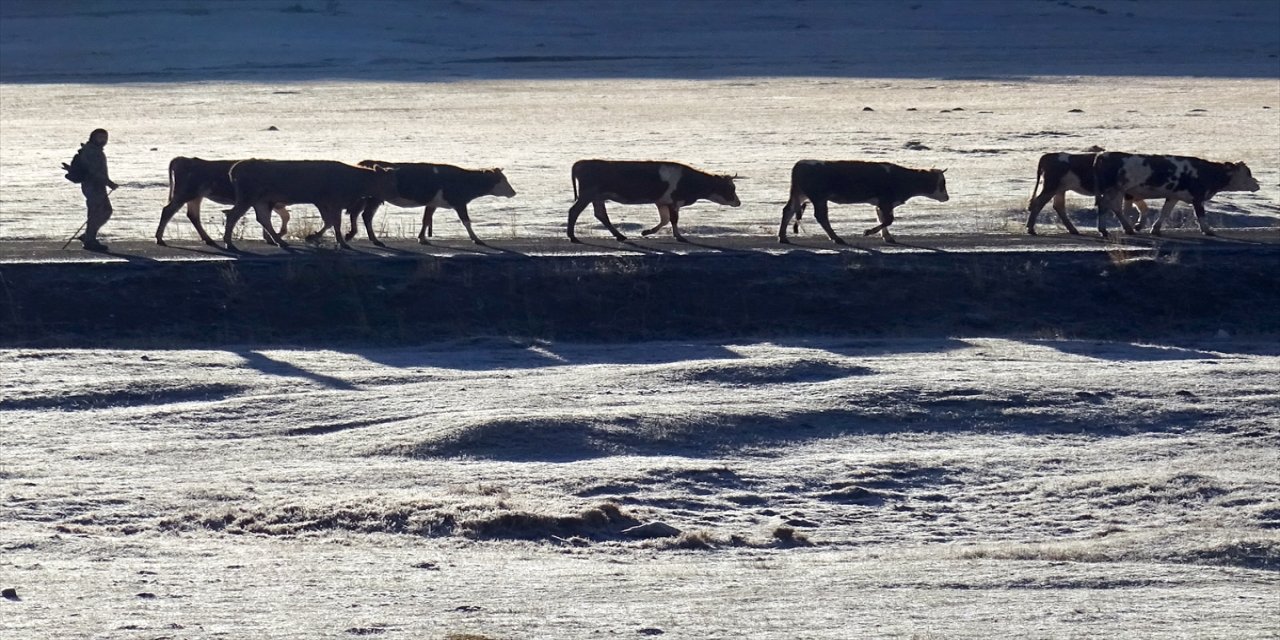 Kars’ın Sarıkamış ilçesinde soğuk hava etkili oldu, bitkiler kırağıyla kaplandı, göletler buz tuttu
