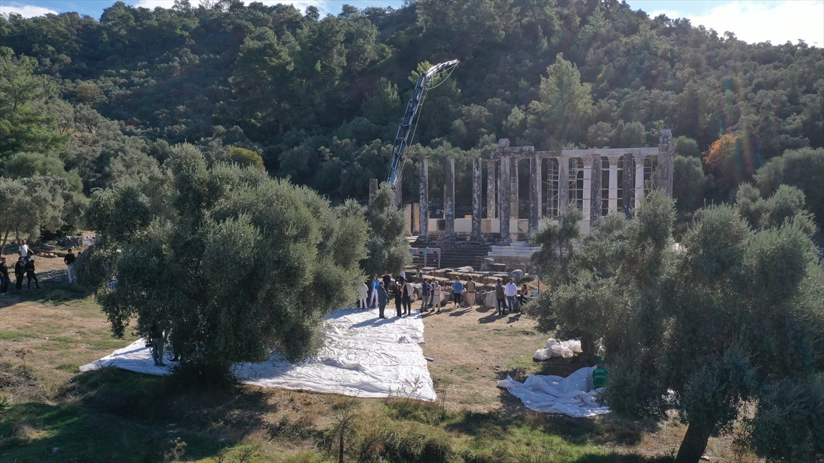 11. Uluslararası Milas Zeytin Hasat Şenliği kapsamında Antik Kent'te zeytin hasadı yapıldı