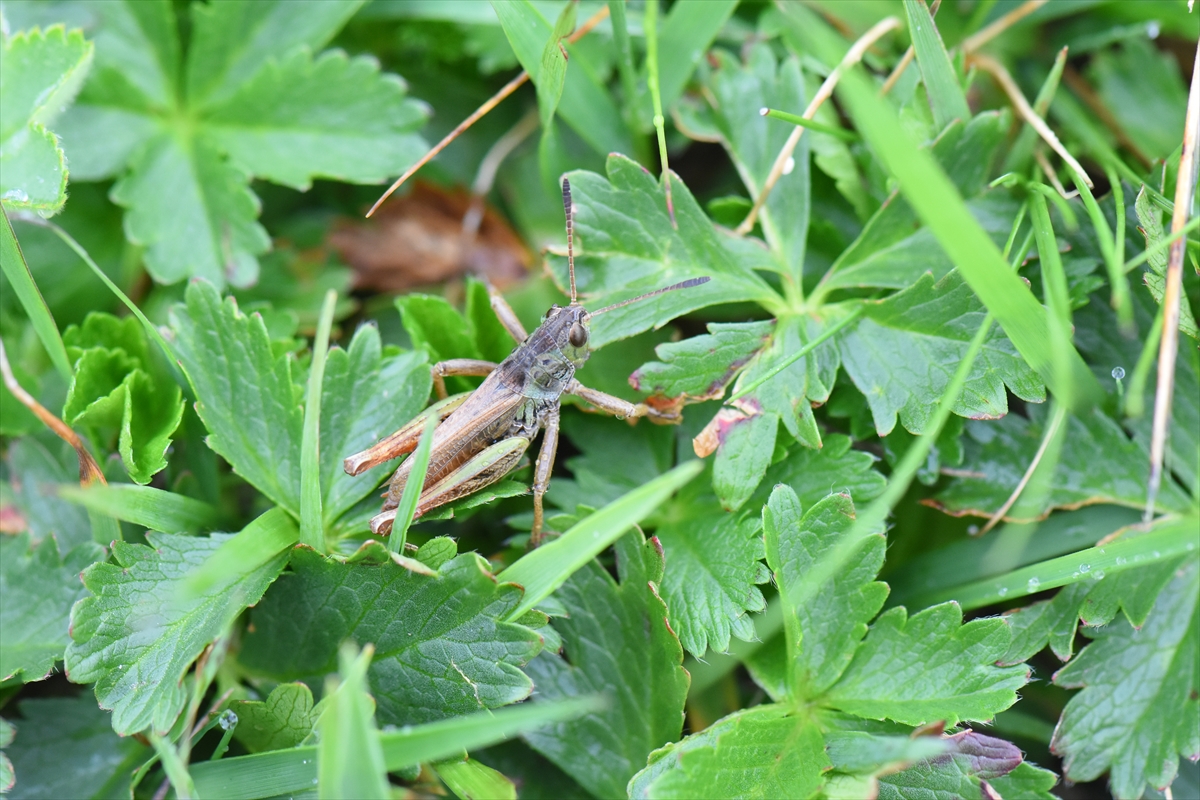 Türkiye'de yeni keşifle çekirge cinsi sayısı 153'e yükseldi