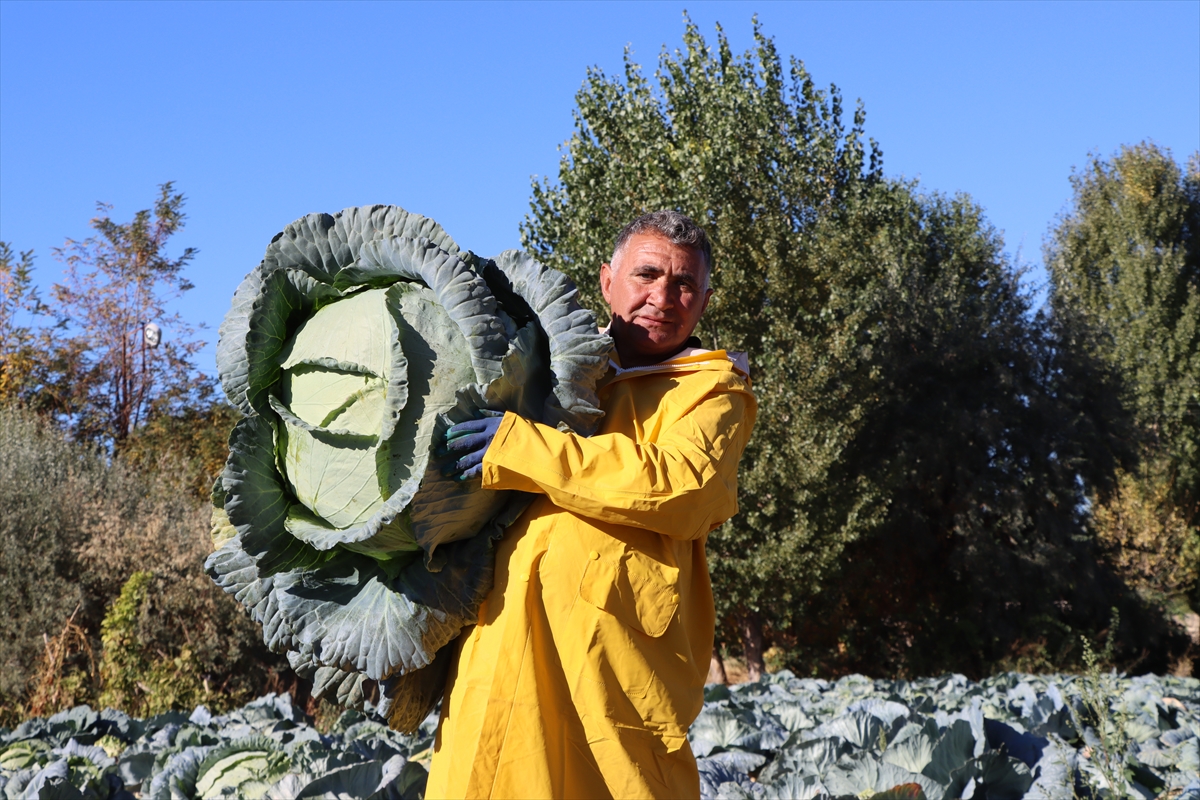 Ata tohumuyla yetiştirilen "Erciş lahanası"nın hasadı başladı
