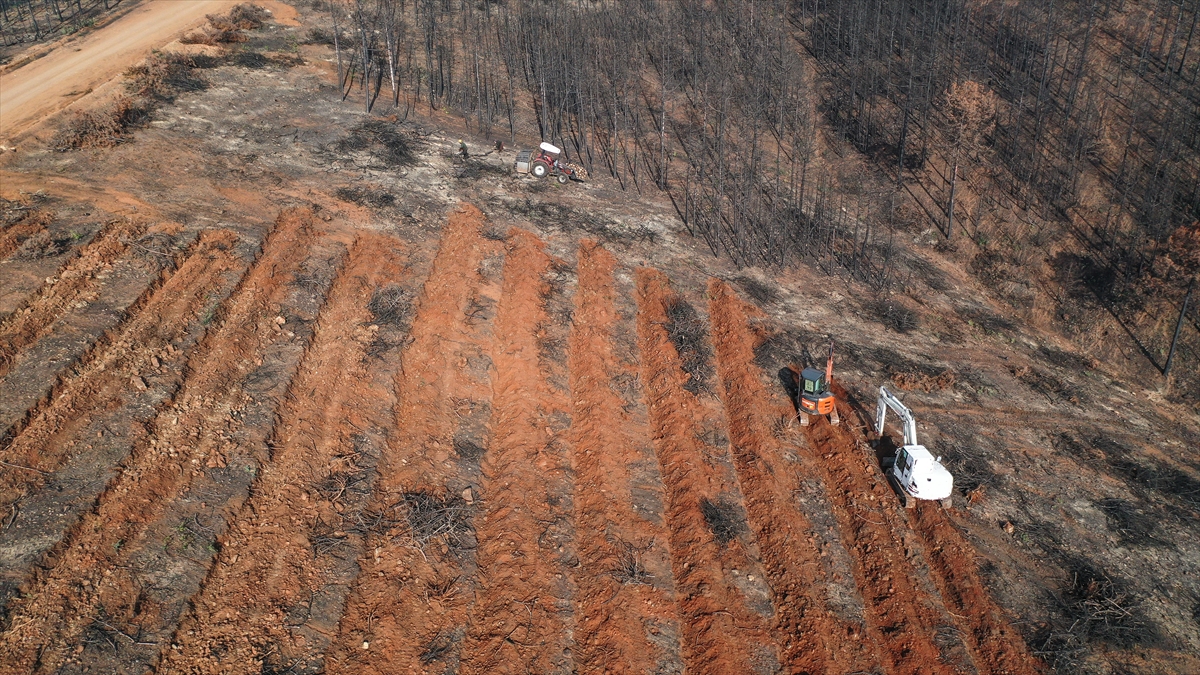 Bursa'da 3 milyon 250 bin fidan toprakla buluşacak