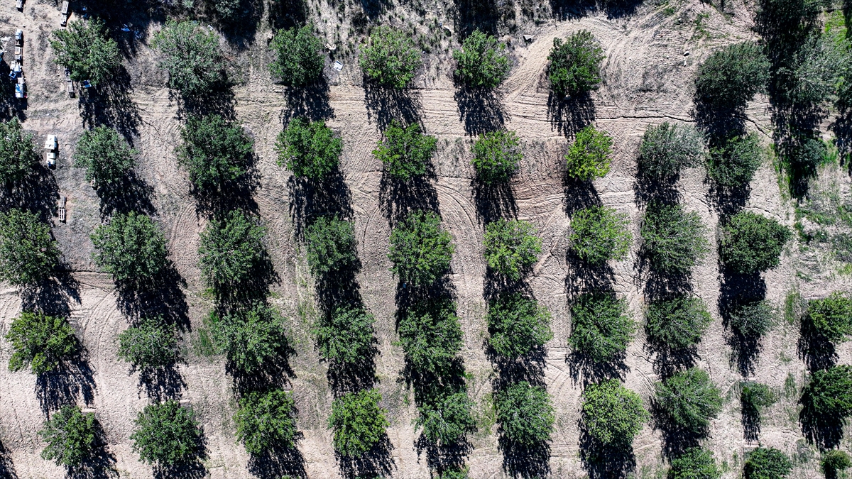Kiraladığı çorak araziyi keçiboynuzuyla tarıma kazandırdı