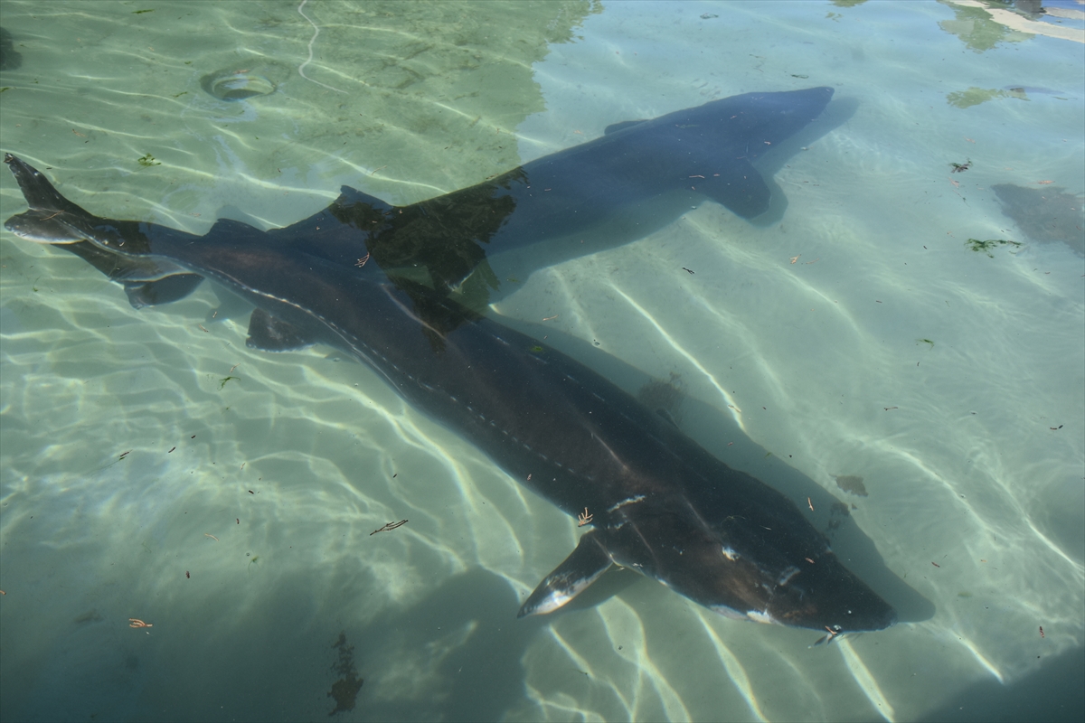 Trabzon'da mersin balığının korunması için 25 yıldır mücadele ediliyor
