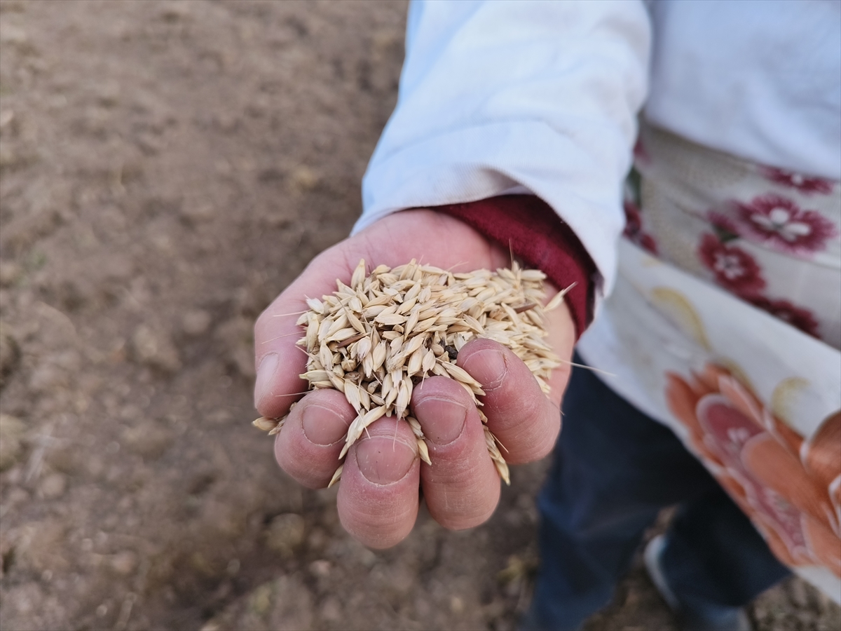 Kastamonu'da "buğdayın atası" siyezin ekimine başlandı