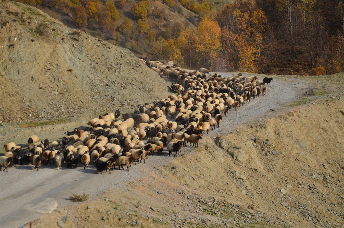 Muş'ta besicilerin sıcak bölgelere yolculuğu başladı