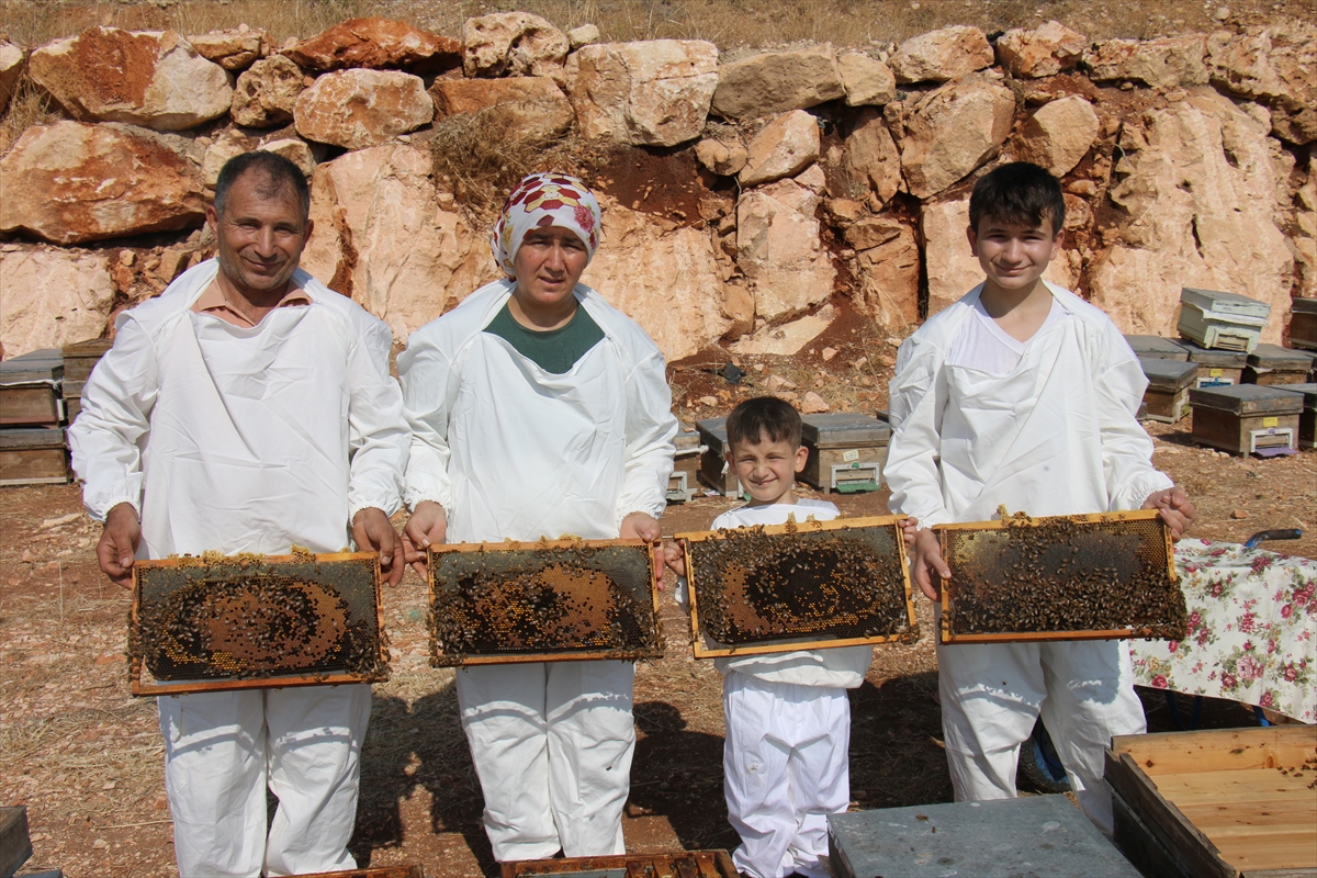 Mersin'de keçiboynuzu balında hasat dönemi başladı