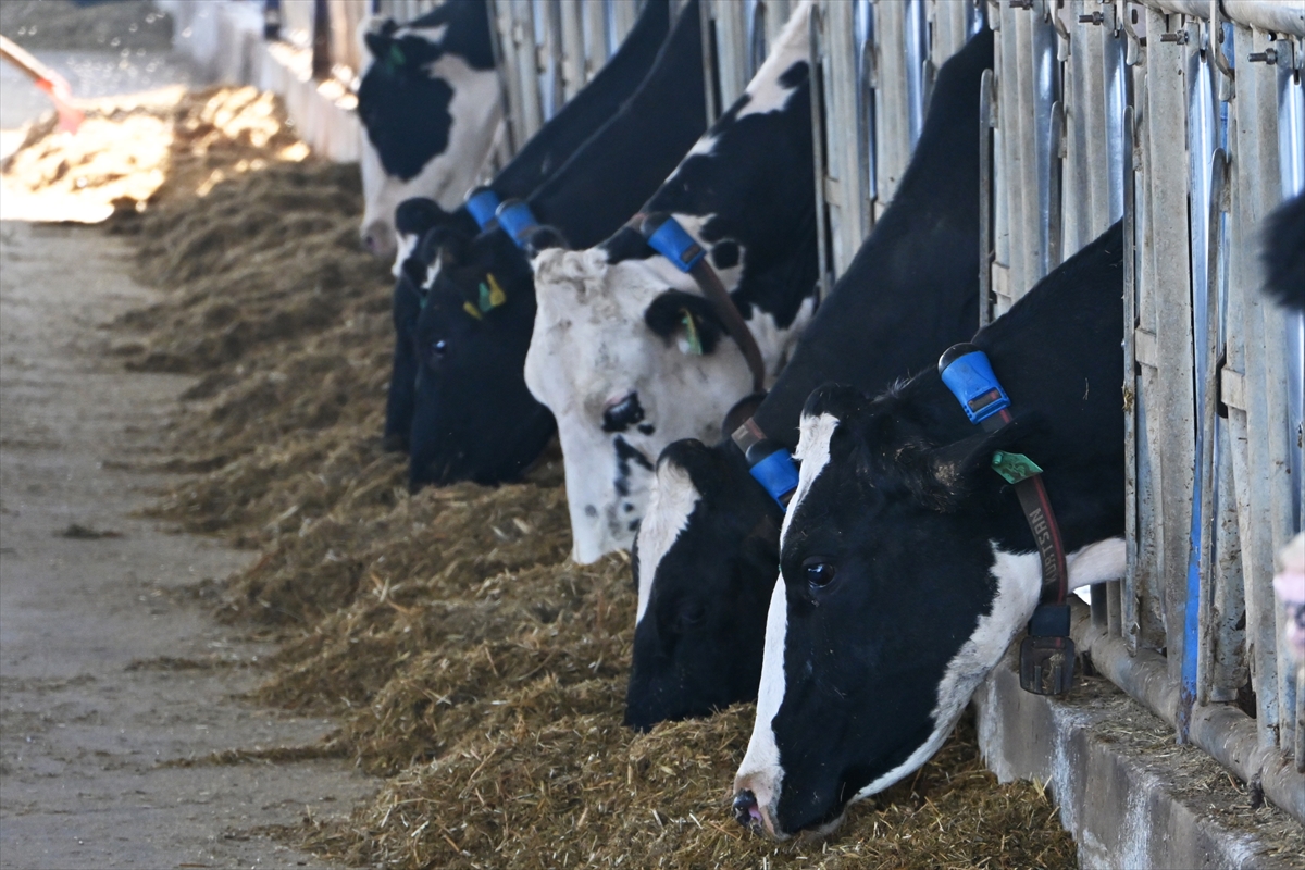 Mütevazı çiftliğini devlet destekleriyle modern süt üretim tesisine dönüştürdü