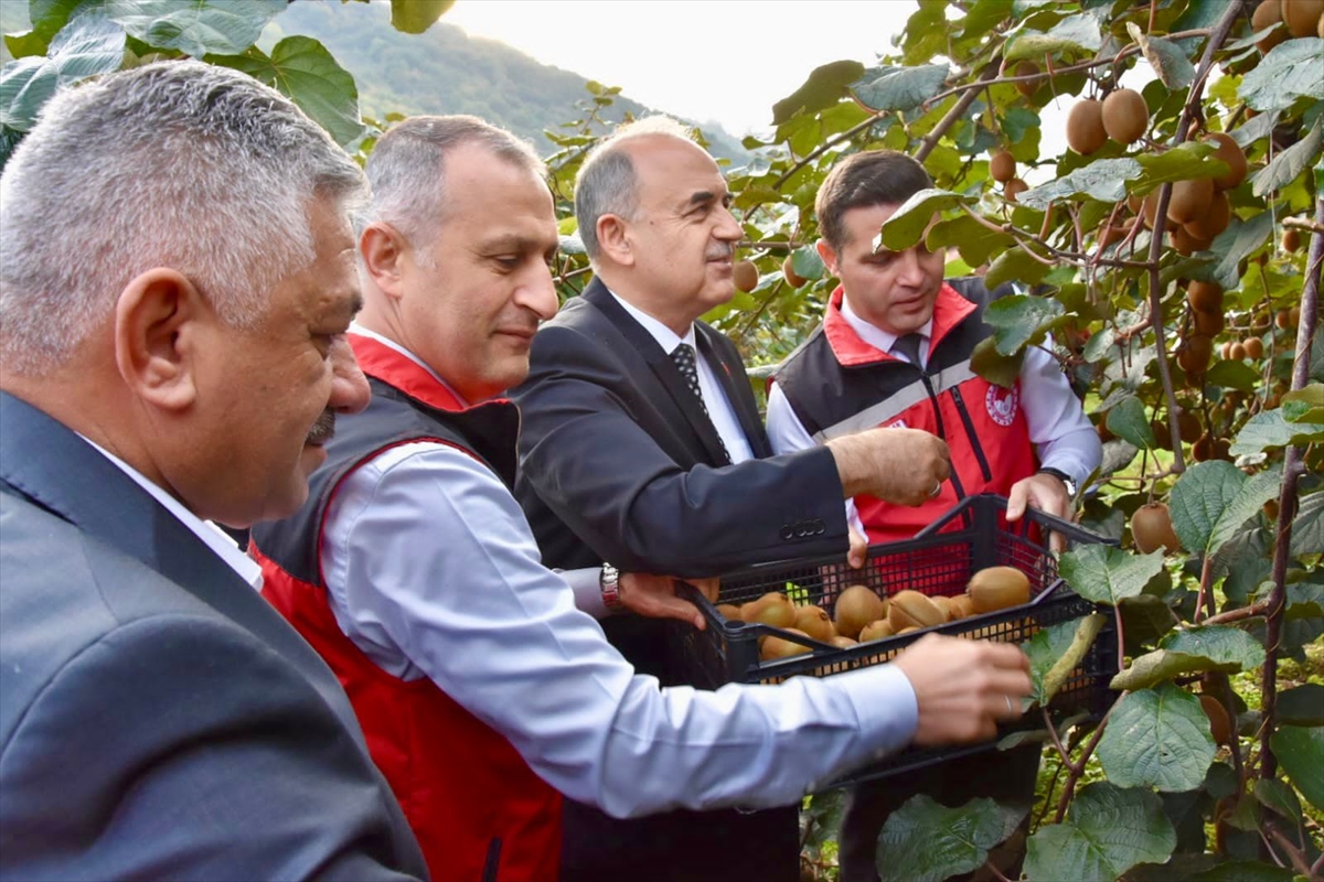 Ordu'da kivi hasadına başlandı
