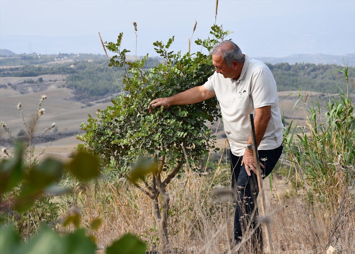 Emekli mühendis 156 dönümlük atıl araziyi fidanlarla yeşertti