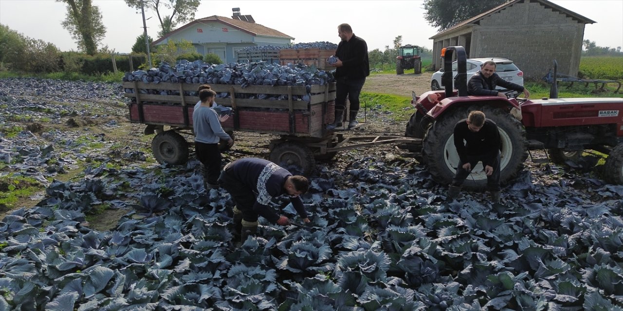 Bafra Ovası’nda kırmızı lahana hasadı başladı