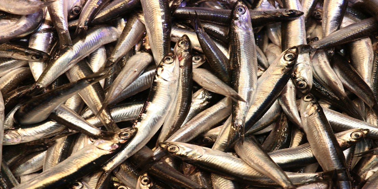 Trabzon'da hamsi bereketi: tezgahlarda 50 liradan satışta