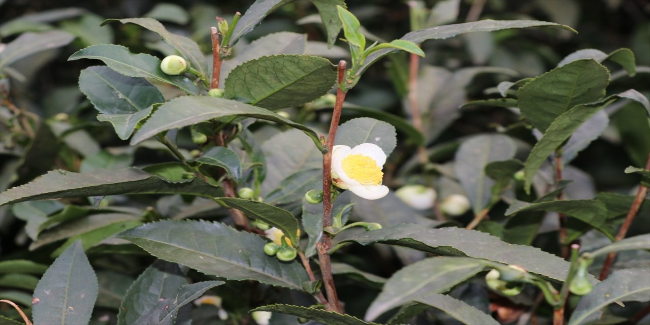 ÇAYMER, çiçek çayı üretimini 2022’den 2025’e 20 kilodan 50 kiloya çıkardı