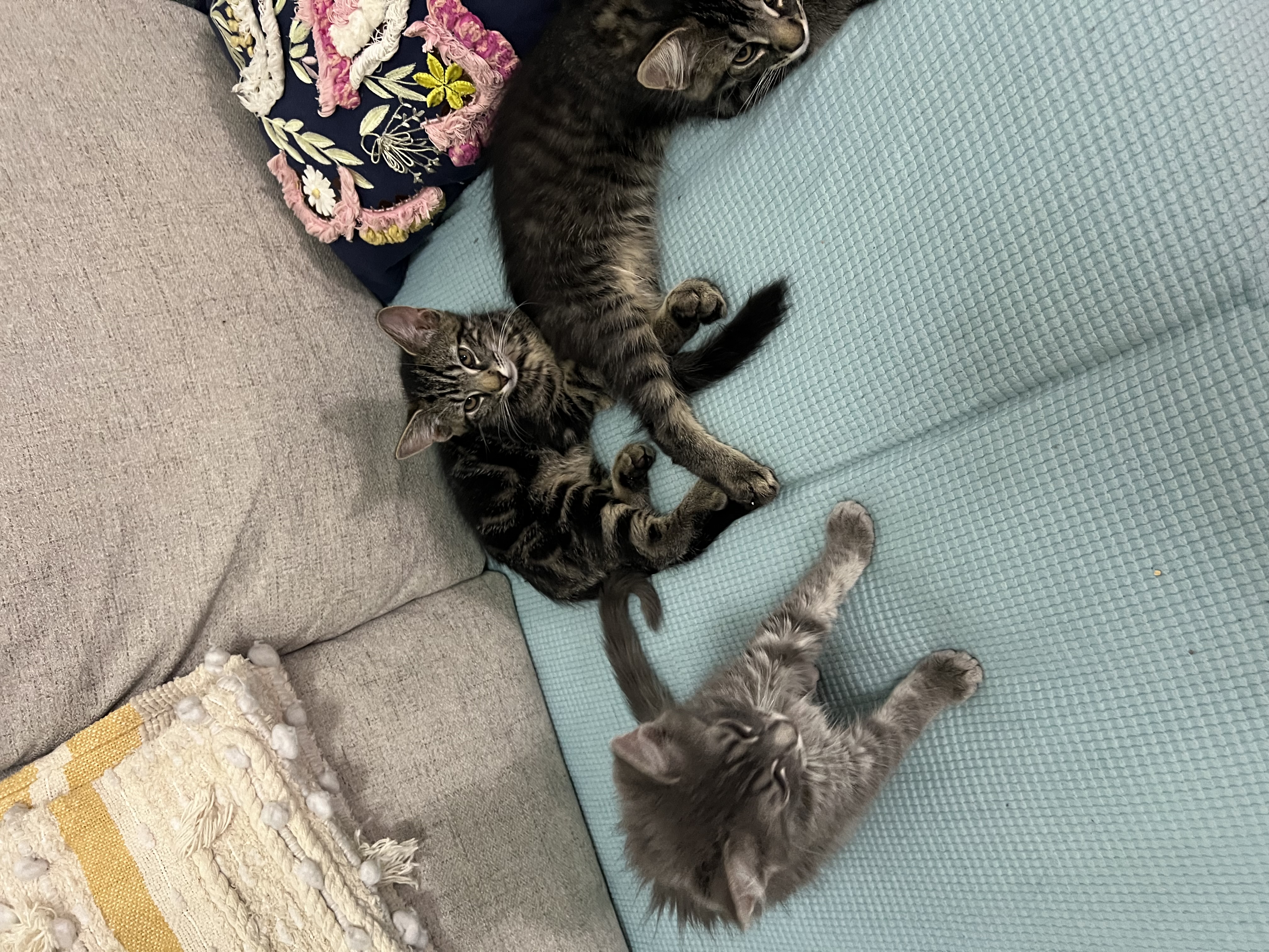 Ne Acı Bir Hadise. İzmir'de hayvansever bir kadın, evinde çıkan yangında 30 kedisiyle birlikte hayatını kaybetti