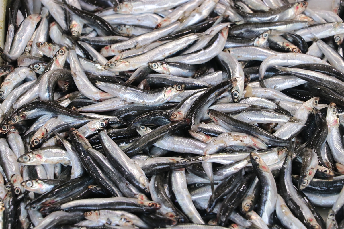 Marmara Denizi'ndeki bolluk balıkçıları Tekirdağ açıklarına çekti