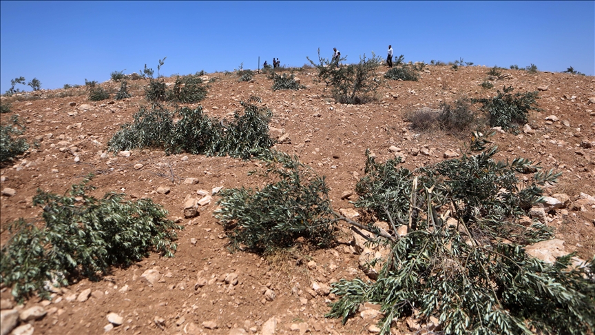 İsrail ordusu, işgal altındaki Batı Şeria'nın kuzeyinde 135 zeytin ağacını söktü