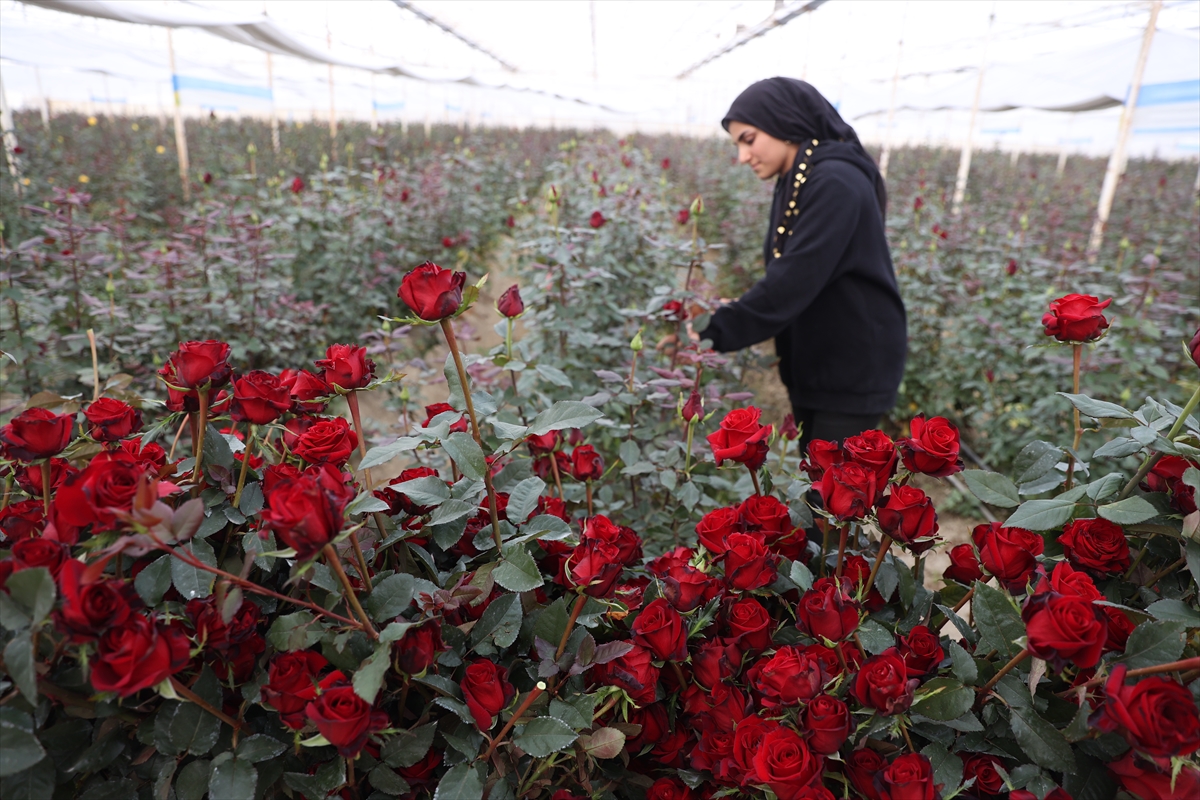 Antalyalı üretici yaylada kurduğu serada sebzeye alternatif gül yetiştiriyor