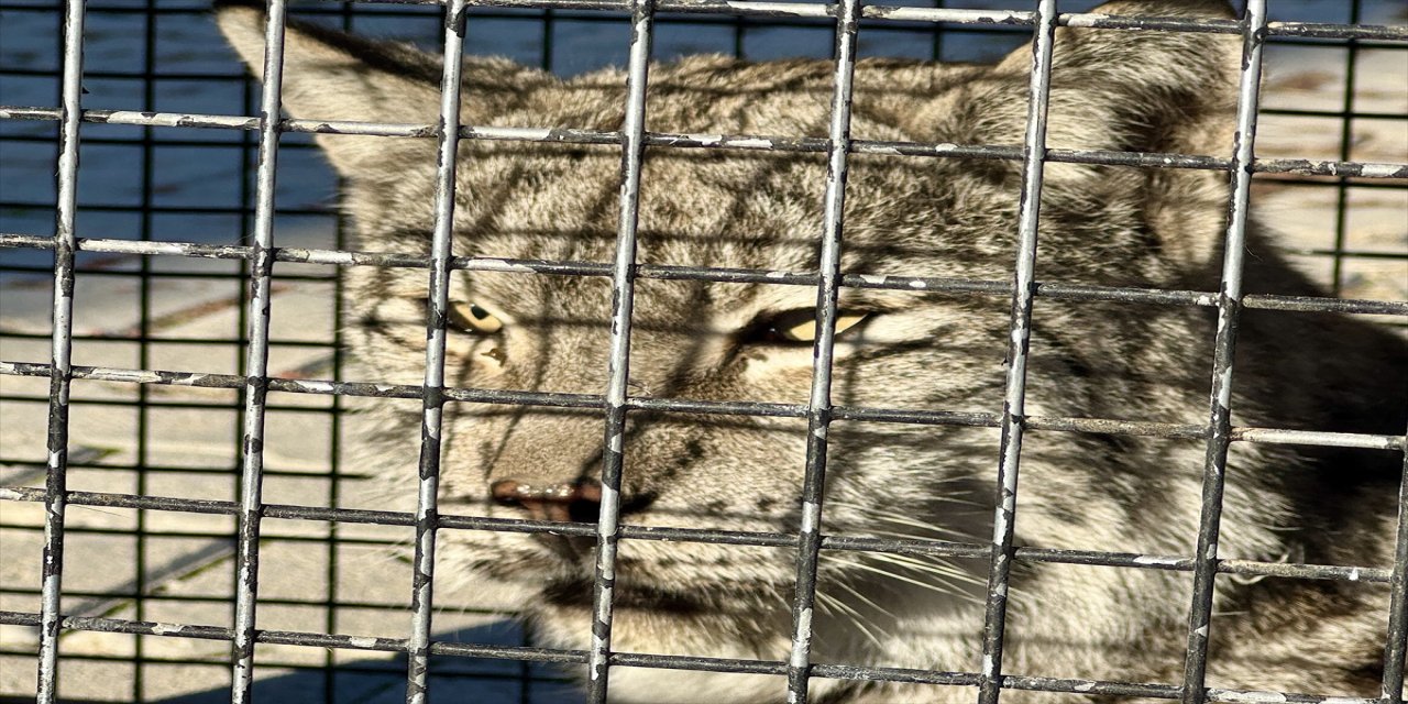 Van Gevaş'ta bitkin halde bulunan vaşak tedaviye alındı