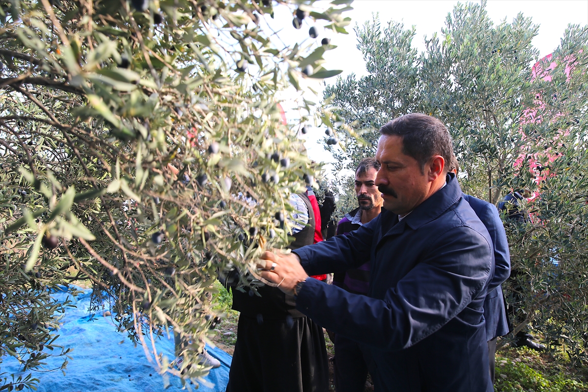 Hatay'da 201 bin ton zeytin rekoltesi bekleniyor