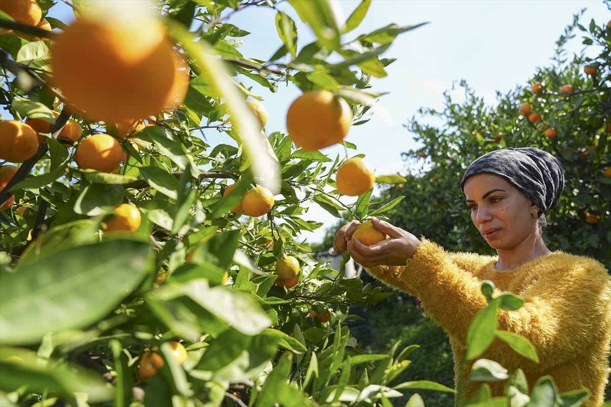 İzmir'in satsuma mandalinasında verim arttı