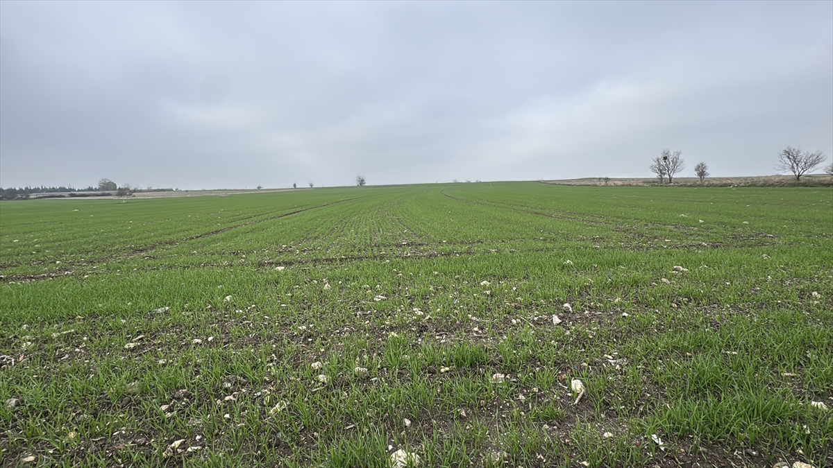 Trakya'da çiftçilerin buğday ekim mesaisi sürüyor
