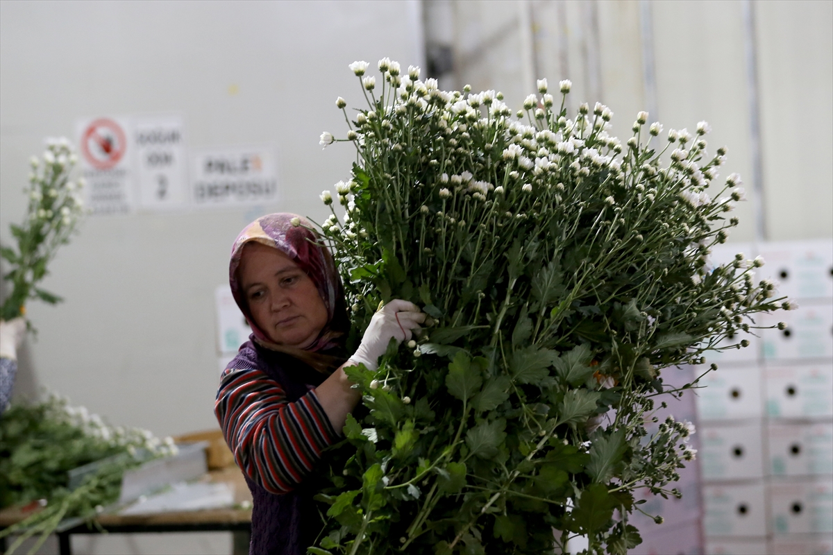 Çiçek mezatlarında Öğretmenler Günü yoğunluğu