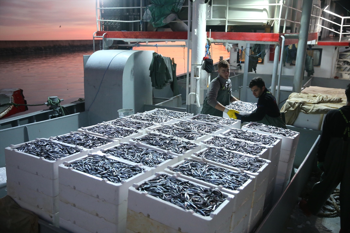 Doğu Karadeniz'de hamsi büyüklüğü ve bolluğuyla yüzleri güldürüyor