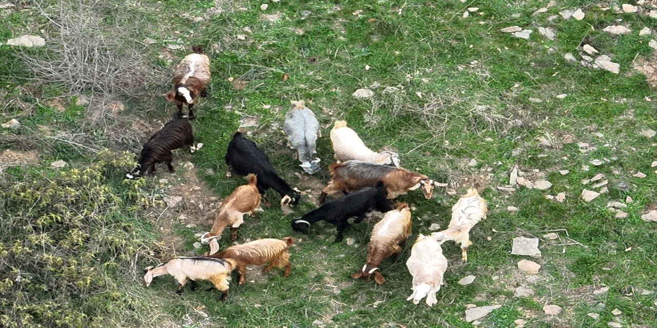 Osmaniye’de kaybolan 15 keçi, Orman İşletme Müdürlüğü ekipleri ve dron ile bulundu