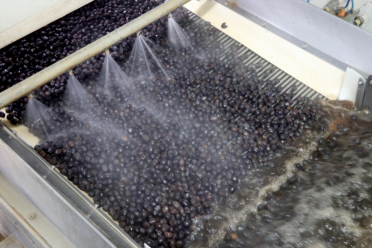 Türk zeytinini 68 ülkeye ihraç eden Marmarabirlik'in hedefi Orta Doğu pazarı