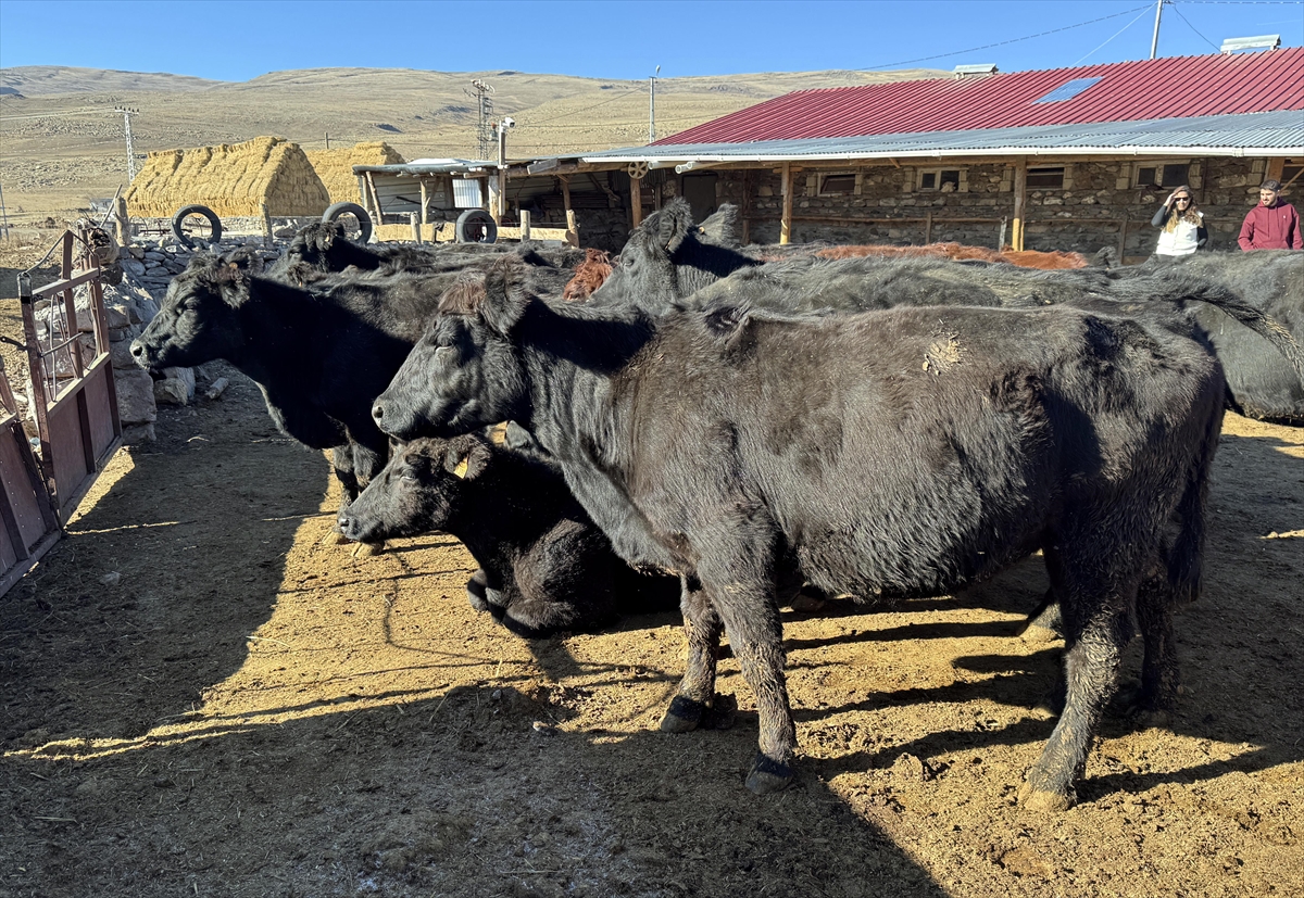 Ardahan'da devletten 90 üreticiye toplam 1350 büyükbaş hayvan desteği