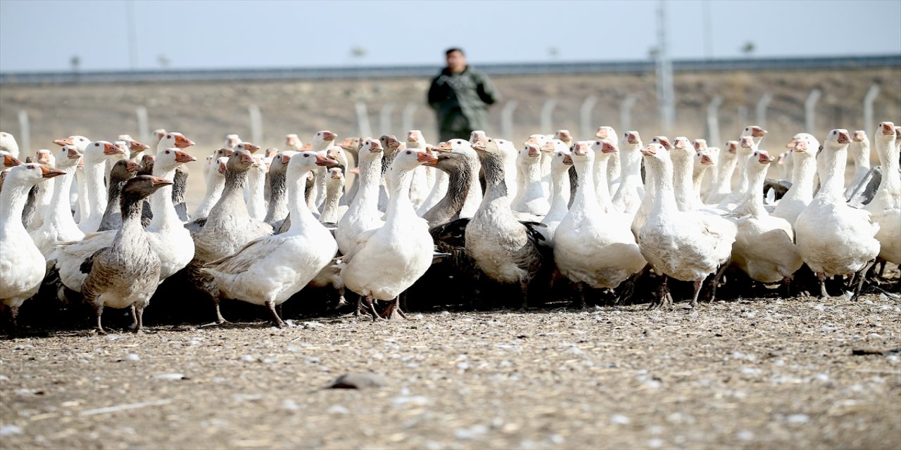 Kars, Türkiye’nin kaz merkezi: Yıllık 510 bin anaç kazdan 2,5 milyon kaz yetişiyor, etler coğrafi işaretli