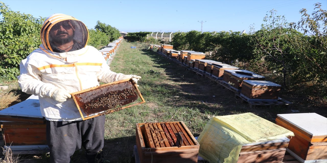 ejder meyvesinde nektar fazlalığını arılarla çözen çiftçi, hem meyveyi hem de tropikal balı üretmeye başladı