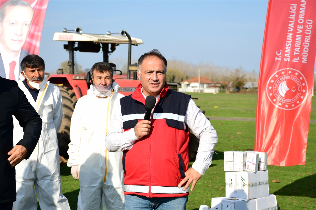 Samsun'da kahverengi kokarcaya karşı kışlak mücadelesi sürüyor