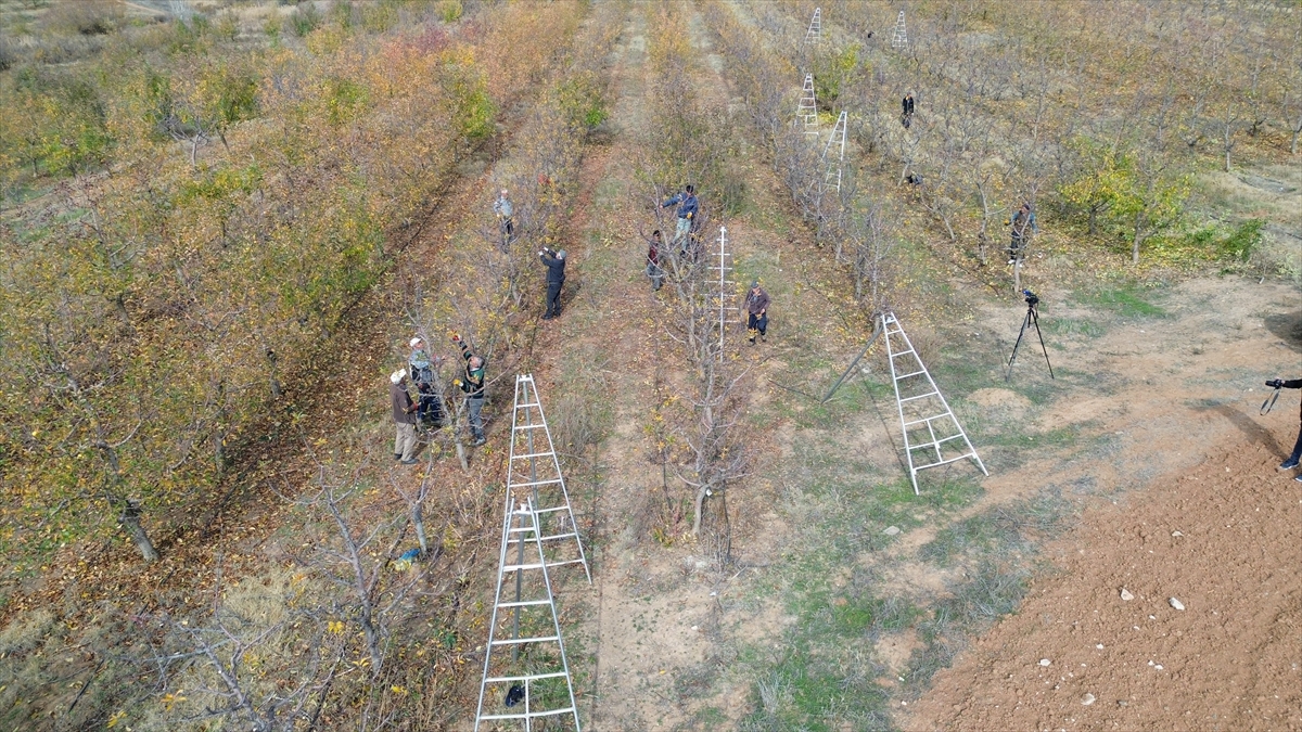 Yozgat'taki devasa meyve bahçesi bölge halkına istihdam kaynağı oldu
