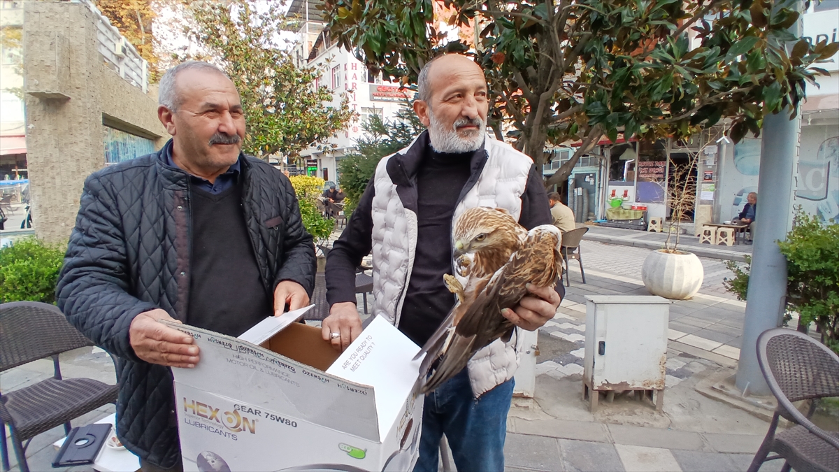 Amasya'da yaralı bulunan kızıl şahin koruma altına alındı