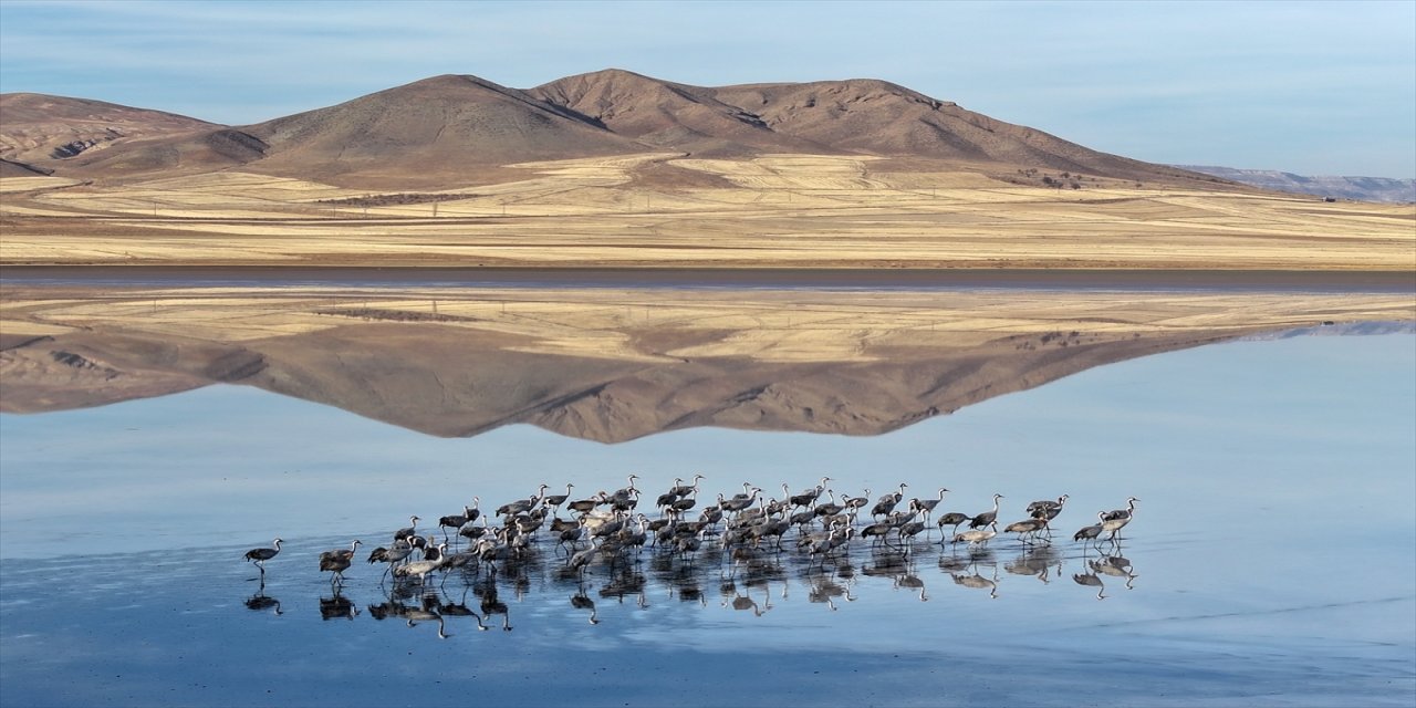 Tuzla Palas Gölü’nde su yükseldi, turna ve angut başta olmak üzere göçmen kuş yoğunluğu arttı