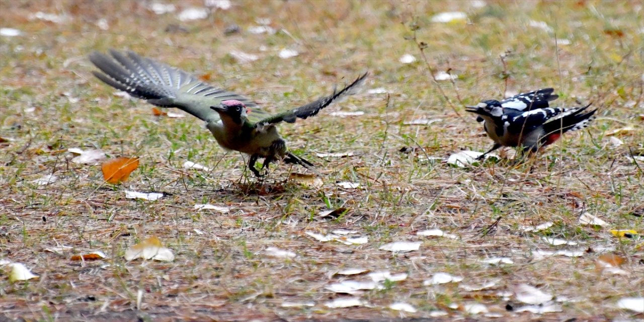 Sarıkamış Millet Bahçesi, kızıl sincaplar ve yaban kuşlarıyla kışa renk katıyor